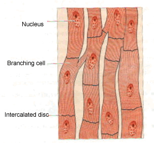 Muscular System - Bio Basics