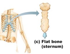 flat bones function